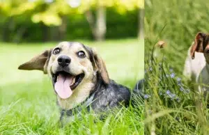 ¿Por qué los perros comen pasto y cuándo debe ser motivo de preocupación?