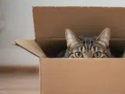 Por qué una simple caja de cartón puede hacer más feliz a su gato que un juguete costoso, según expertos