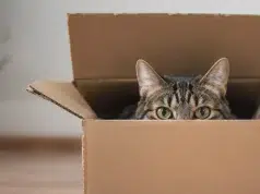 Por qué una simple caja de cartón puede hacer más feliz a su gato que un juguete costoso, según expertos
