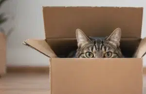 Por qué una simple caja de cartón puede hacer más feliz a su gato que un juguete costoso, según expertos