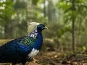 Una faisana nacida en Málaga viaja a Vietnam para impulsar la recuperación de una especie al borde de la desaparición