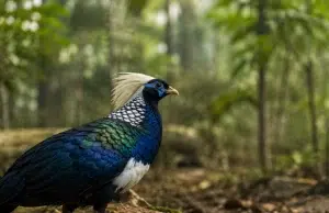 Una faisana nacida en Málaga viaja a Vietnam para impulsar la recuperación de una especie al borde de la desaparición