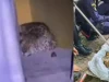 En video quedó captado el momento cuando un jaguar fue visto merodeando por la Universidad Nacional, sede Amazonia; esto se sabe del estado de salud