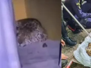 En video quedó captado el momento cuando un jaguar fue visto merodeando por la Universidad Nacional, sede Amazonia; esto se sabe del estado de salud