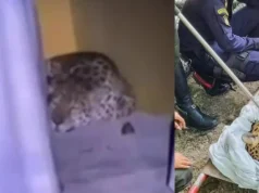 En video quedó captado el momento cuando un jaguar fue visto merodeando por la Universidad Nacional, sede Amazonia; esto se sabe del estado de salud
