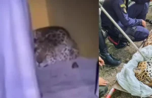 En video quedó captado el momento cuando un jaguar fue visto merodeando por la Universidad Nacional, sede Amazonia; esto se sabe del estado de salud