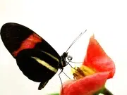 Descubren el secreto de la longevidad de las mariposas Heliconius: estudio revela que estaría en lo que comen