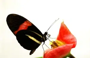 Descubren el secreto de la longevidad de las mariposas Heliconius: estudio revela que estaría en lo que comen