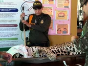 Estaba enfermo: la razón que habría llevado a un jaguar a entrar a descansar en las instalaciones de la Universidad Nacional en la Amazonia