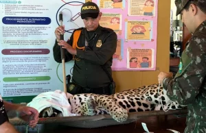 Estaba enfermo: la razón que habría llevado a un jaguar a entrar a descansar en las instalaciones de la Universidad Nacional en la Amazonia