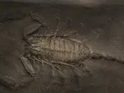 Descubren al escorpión gigante jamás conocido: era tan grande como un niño y pasó 150 años sin ser identificado