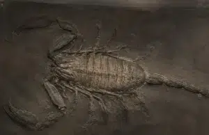 Descubren al escorpión gigante jamás conocido: era tan grande como un niño y pasó 150 años sin ser identificado