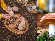 Estos son los hongos más mortales del planeta: algunos matan en horas y otros tardan semanas en hacerlo