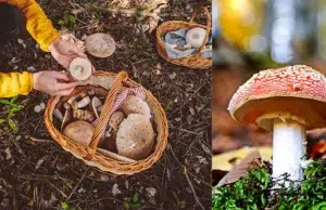 Estos son los hongos más mortales del planeta: algunos matan en horas y otros tardan semanas en hacerlo
