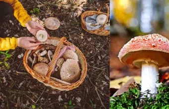 Estos son los hongos más mortales del planeta: algunos matan en horas y otros tardan semanas en hacerlo