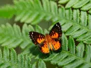 Colombia ganó el primer Mundial de Observación de Mariposas con más de 2.120 registros y 509 especies documentadas