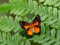 Colombia ganó el primer Mundial de Observación de Mariposas con más de 2.120 registros y 509 especies documentadas