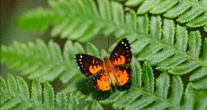 Colombia ganó el primer Mundial de Observación de Mariposas con más de 2.120 registros y 509 especies documentadas