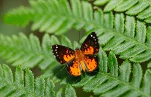 Colombia ganó el primer Mundial de Observación de Mariposas con más de 2.120 registros y 509 especies documentadas