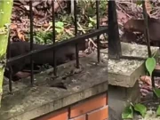 Video | Puma yaguarundí fue visto en un barrio de Armenia, Quindío, y causó sorpresa entre los vecinos: autoridades piden no agredirlo