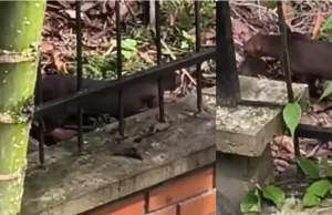 Video | Puma yaguarundí fue visto en un barrio de Armenia, Quindío, y causó sorpresa entre los vecinos: autoridades piden no agredirlo