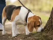 El hábito que muchos dueños de perros pasan por alto y que puede reducir el estrés de sus mascotas