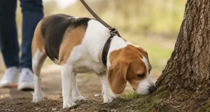 El hábito que muchos dueños de perros pasan por alto y que puede reducir el estrés de sus mascotas