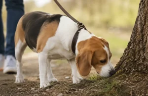 El hábito que muchos dueños de perros pasan por alto y que puede reducir el estrés de sus mascotas