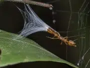 Descubren la ‘araña ballesta’, un depredador que lanza a sus presas hacia una telaraña con una catapulta de seda