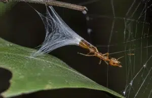 Descubren la ‘araña ballesta’, un depredador que lanza a sus presas hacia una telaraña con una catapulta de seda