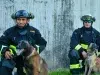 Rojo, Candy, Dasta y Tamy: los héroes de cuatro patas que Colombia envió para ayudar en las labores de búsqueda tras terremotos en Venezuela