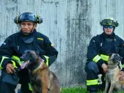 Rojo, Candy, Dasta y Tamy: los héroes de cuatro patas que Colombia envió para ayudar en las labores de búsqueda tras terremotos en Venezuela