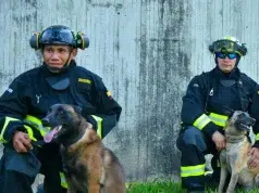 Rojo, Candy, Dasta y Tamy: los héroes de cuatro patas que Colombia envió para ayudar en las labores de búsqueda tras terremotos en Venezuela
