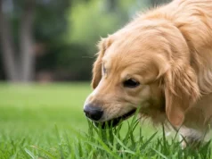 ¿Por qué los perros comen pasto? Las principales explicaciones y cuándo puede ser una señal de alerta