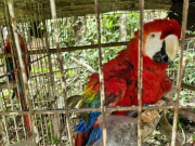 Guacamayas y un mono fueron rescatados de condiciones de maltrato
