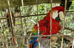 Guacamayas y un mono fueron rescatados de condiciones de maltrato