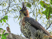 Hallan nido de águila crestada real en el municipio de Segovia
