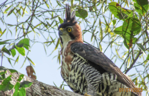 Hallan nido de águila crestada real en el municipio de Segovia