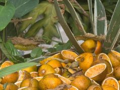 Ciclovía de la avenida El Poblado deja un sabor agridulce