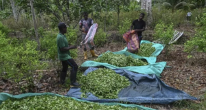 Narcocultivos en Colombia aumentaron un 3,5% durante 2024: ONU