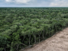 Suramérica registró la mayor pérdida de bosques del planeta