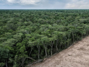 Suramérica registró la mayor pérdida de bosques del planeta