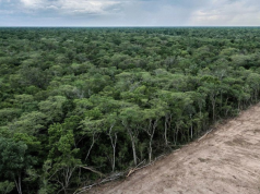 Suramérica registró la mayor pérdida de bosques del planeta
