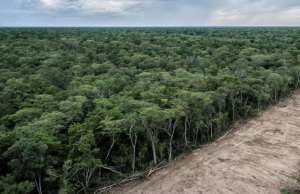 Suramérica registró la mayor pérdida de bosques del planeta