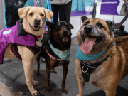 En Expopet, 101 perros y gatos rescatados esperan encontrar un hogar