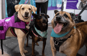 En Expopet, 101 perros y gatos rescatados esperan encontrar un hogar
