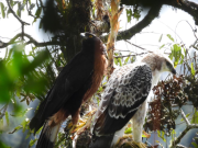 Detectan un nido de águila crestada de montaña en Medellín