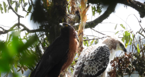 Detectan un nido de águila crestada de montaña en Medellín