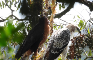 Detectan un nido de águila crestada de montaña en Medellín