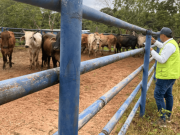 Actualizan reglas para el transporte de animales en pie en Colombia
